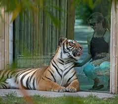 A Tiger in the Zoo. Naples attractions. Homes for sale move quickly because Naples has such great attractions