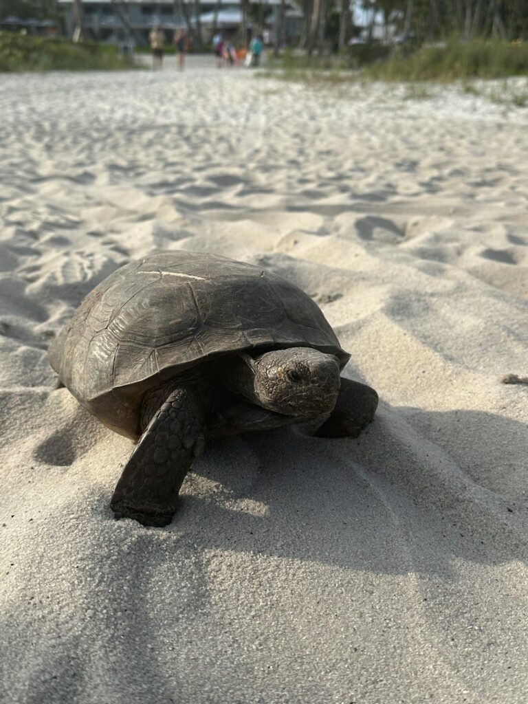 Turtle on sandy beach in Naples, Florida, with blurred background of people and vegetation, reflecting local wildlife and natural environment.